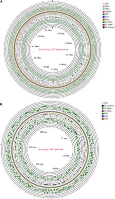 Hybrid de novo Genome Assembly of Erwinia sp. E602 and Bioinformatic Analysis Characterized a New Plasmid-Borne lac Operon Under Positive Selection